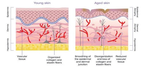 Understanding Collagen & Elastin - Your Skin's Dynamic Duo
